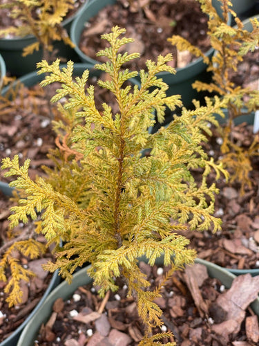 Chamaecyparis pisifera 'Snow' - mapleridgenursery